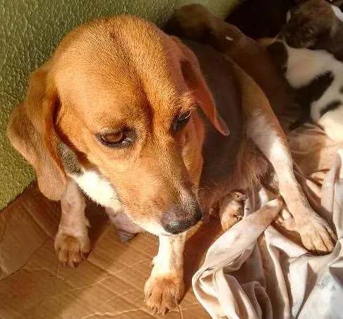 Cachorro ra a Beagle+SRD idade Abaixo de 2 meses nome Filhotes