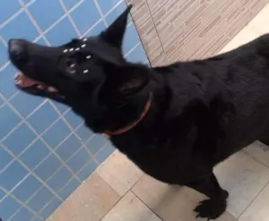 Cachorro raça Pastor Belga idade 6 ou mais anos nome LUA