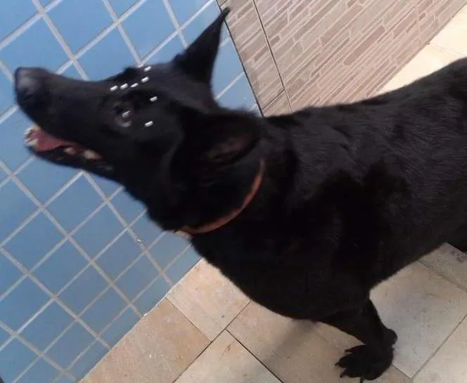 Cachorro ra a Pastor Belga idade 6 ou mais anos nome LUA