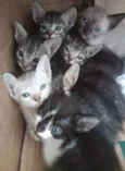 Gatinhos