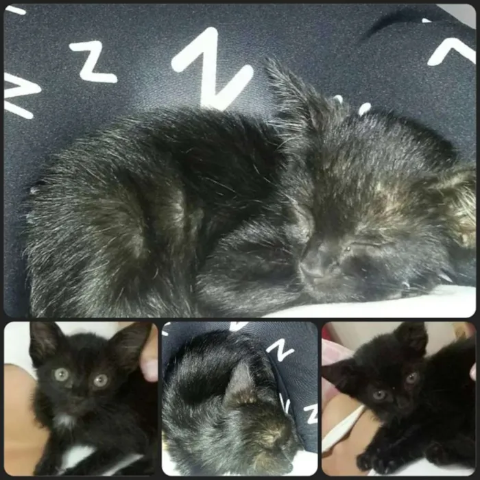 Gato raça Vira-lata idade  nome Nãon tem nome