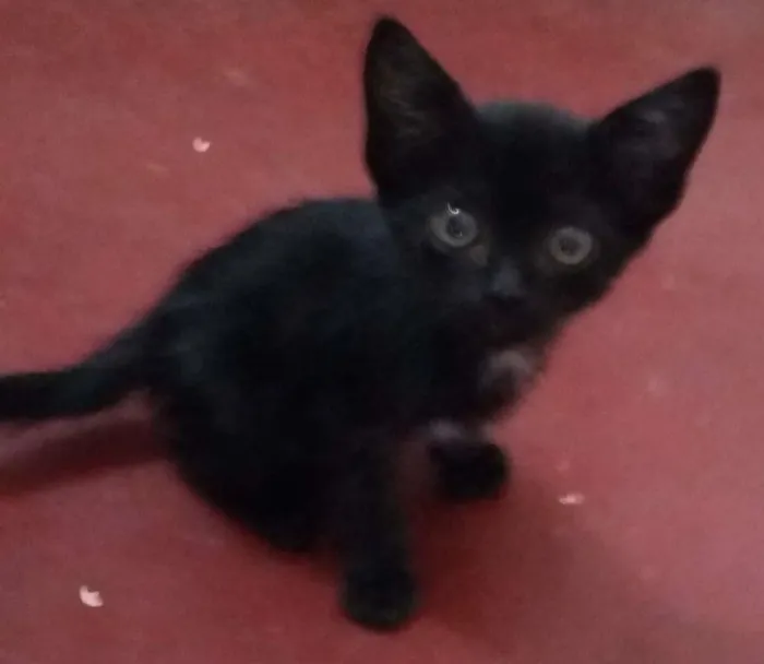 Gato raça Vira-lata idade  nome Nãon tem nome