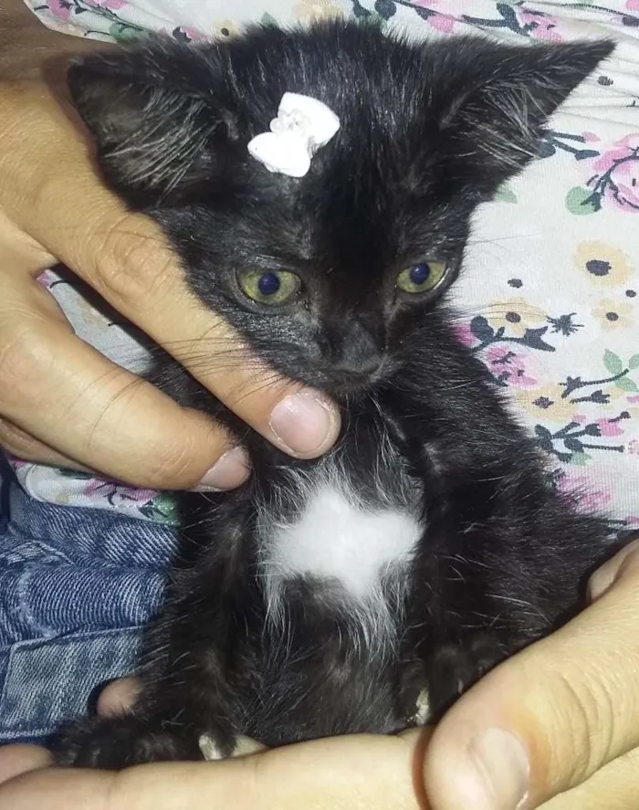 Gato raça Vira-lata idade  nome Nãon tem nome