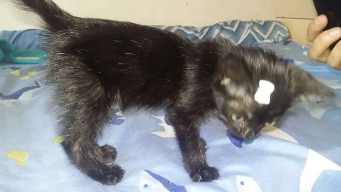 Gato raça Vira-lata idade  nome Nãon tem nome