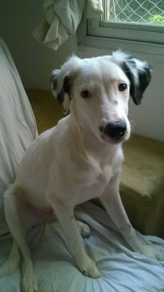 Cachorro ra a SRD idade 7 a 11 meses nome Kinder