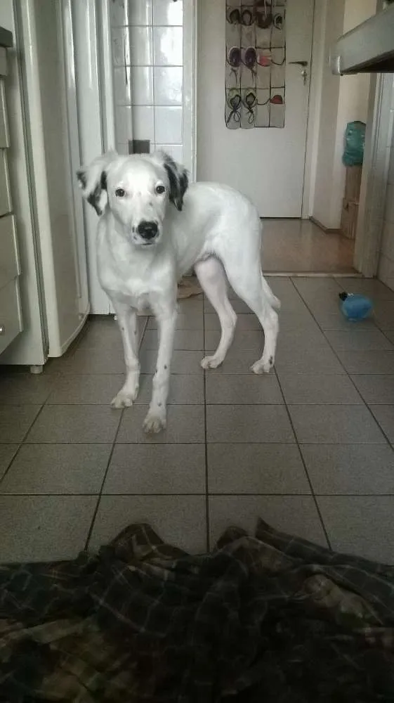 Cachorro ra a SRD idade 7 a 11 meses nome Kinder