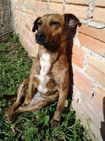 Cachorro ra a SRD idade 5 anos nome Laila
