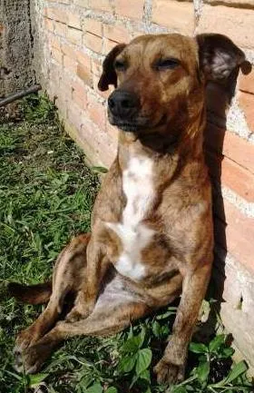 Cachorro ra a SRD idade 5 anos nome Laila