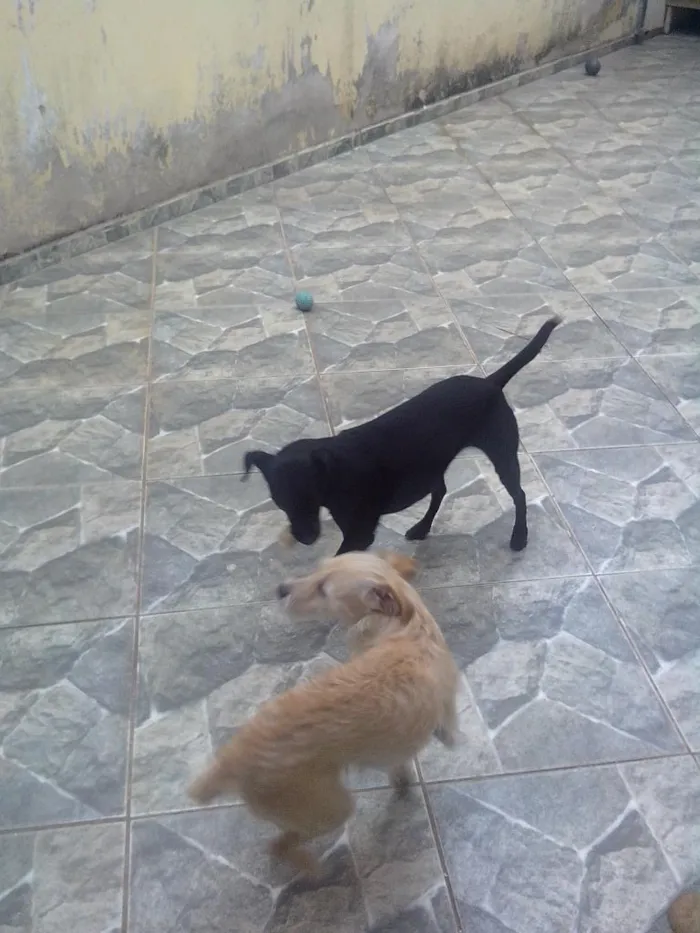 Cachorro ra a mestiça de Pudo e acho q vira Lata n sei. idade 2 anos nome Fani e Dada 