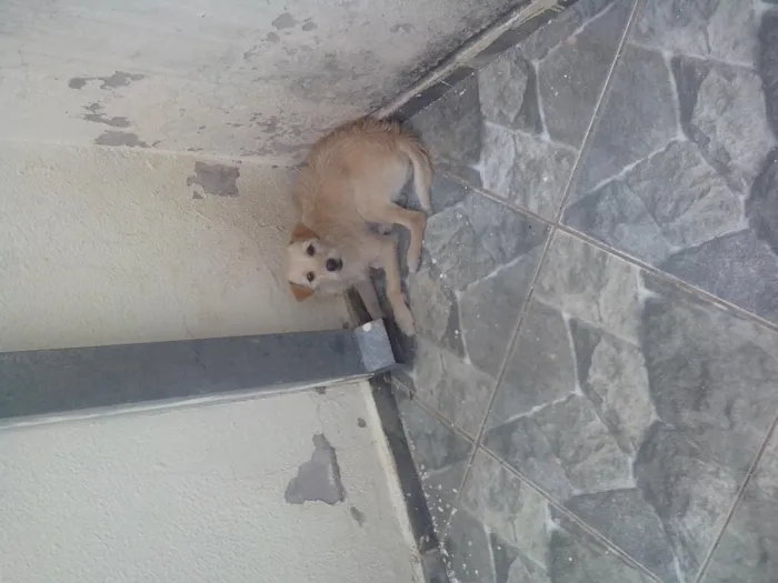 Cachorro ra a mestiça de Pudo e acho q vira Lata n sei. idade 2 anos nome Fani e Dada 