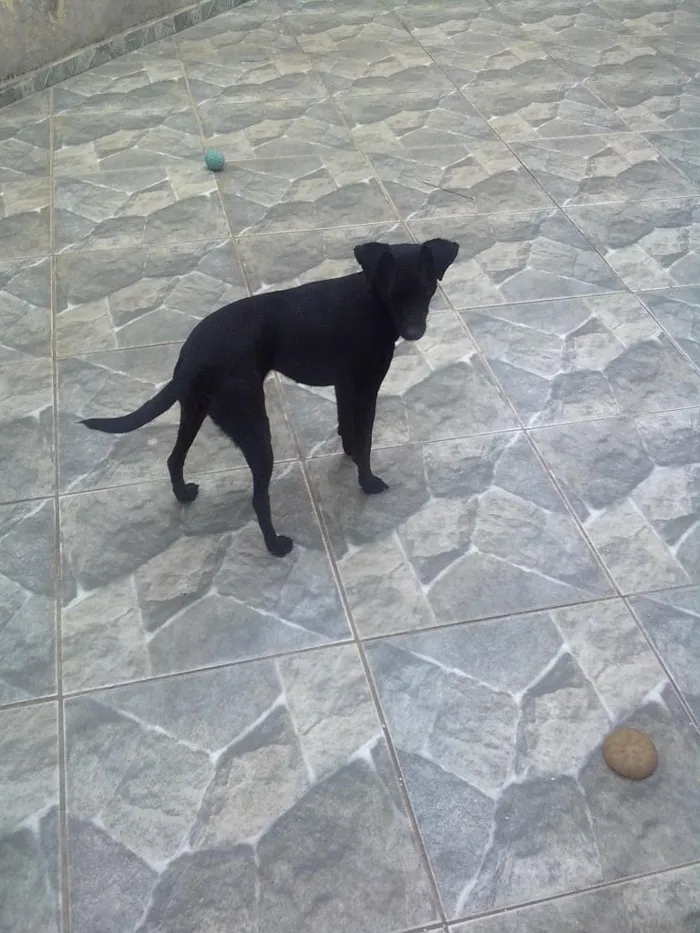 Cachorro ra a mestiça de Pudo e acho q vira Lata n sei. idade 2 anos nome Fani e Dada 