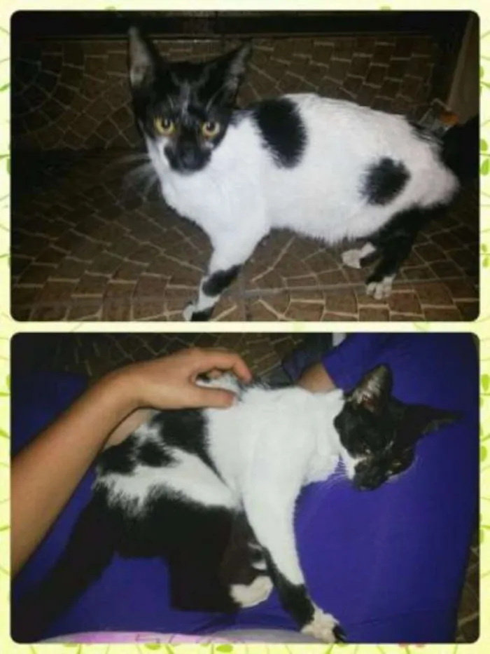 Gato ra a  idade 2 a 6 meses nome Sem Nome