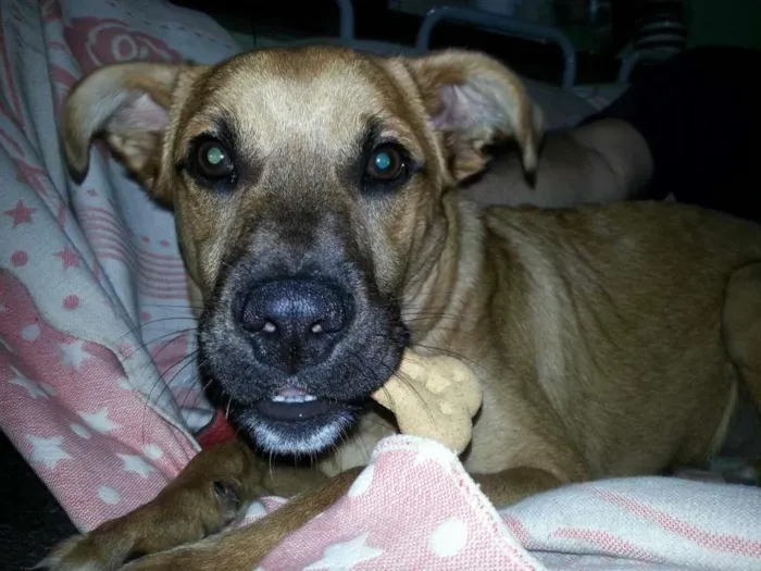Cachorro ra a SRD idade 2 anos nome Nene