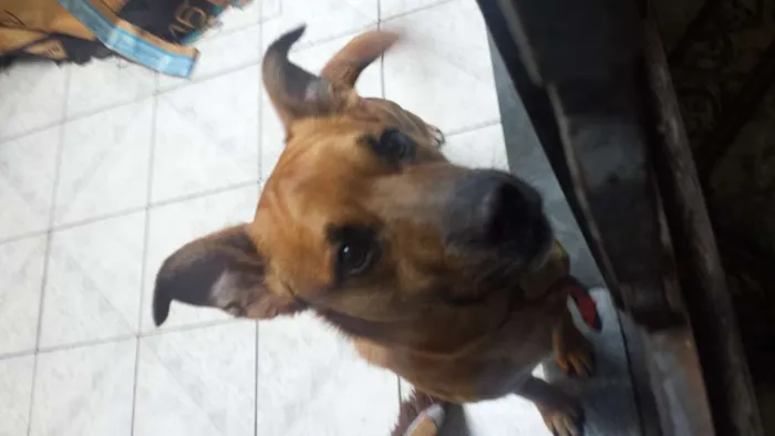 Cachorro ra a SRD idade 2 anos nome Nene
