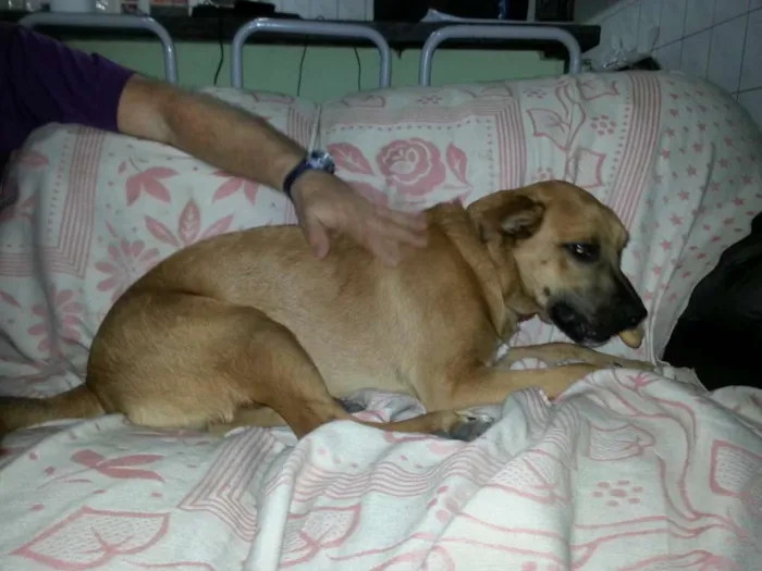 Cachorro ra a SRD idade 2 anos nome Nene