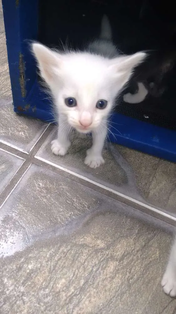 Gato ra a Não sei  idade 2 a 6 meses nome Sem definição de nome