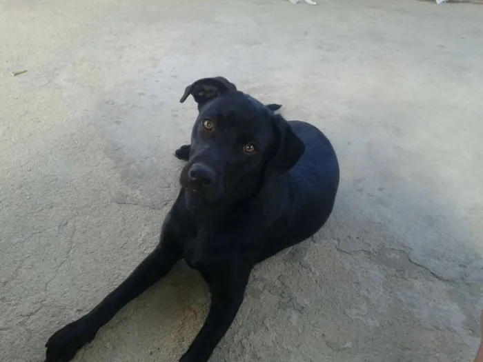 Cachorro raça labrador idade 2 a 6 meses nome Bethoven