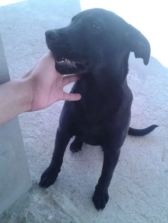 Cachorro raça labrador idade 2 a 6 meses nome Bethoven