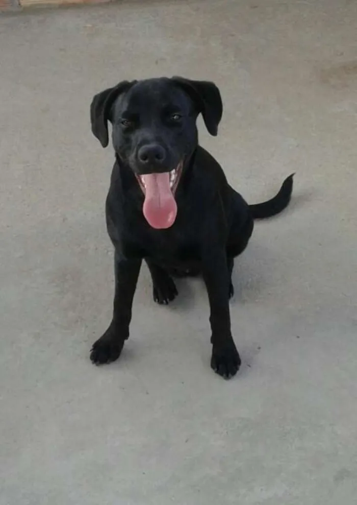 Cachorro raça labrador idade 2 a 6 meses nome Bethoven