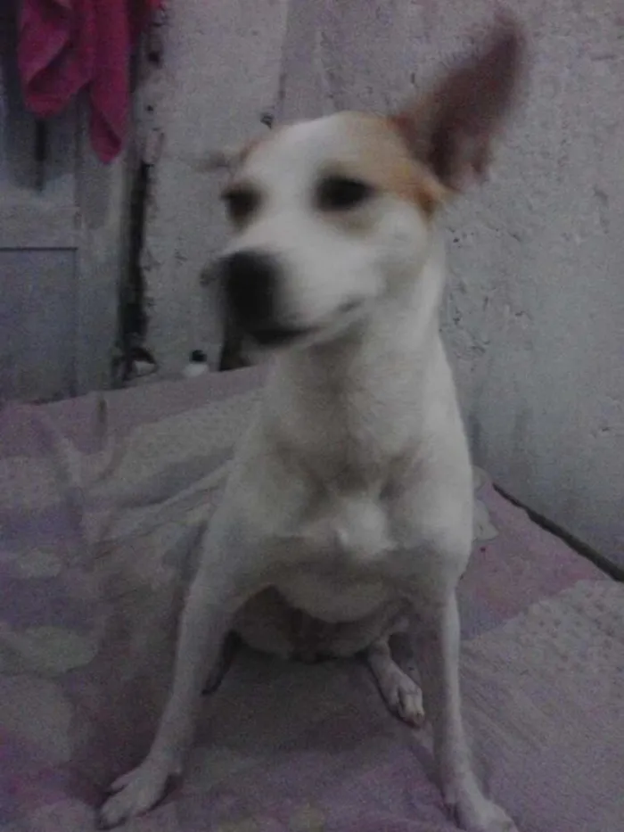 Cachorro raça Vira-Lata idade 7 a 11 meses nome Belinha