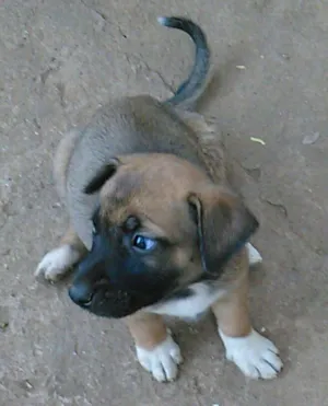 Cachorro raça Sem raça definida  idade Abaixo de 2 meses nome Filhotes 