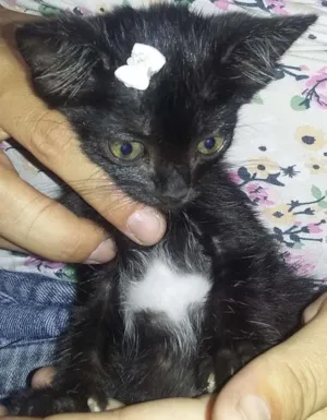 Gato raça Vira-lata idade  nome Nãon tem nome