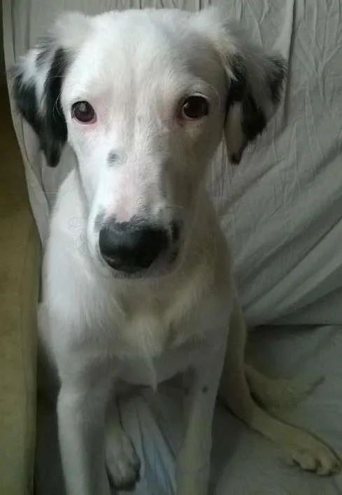 Cachorro ra a SRD idade 7 a 11 meses nome Kinder