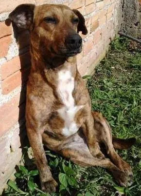 Cachorro ra a SRD idade 5 anos nome Laila