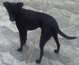 Cachorro raça mestiça de Pudo e acho q vira Lata n sei. idade 2 anos nome Fani e Dada 
