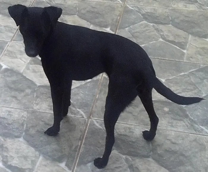 Cachorro ra a mestiça de Pudo e acho q vira Lata n sei. idade 2 anos nome Fani e Dada 
