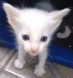 Gato raça Não sei  idade 2 a 6 meses nome Sem definição de nome