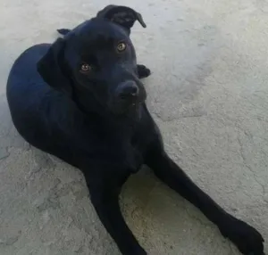 Cachorro raça labrador idade 2 a 6 meses nome Bethoven