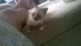 nao tem