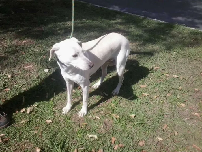 Cachorro ra a SRD idade 2 anos nome BRANCA