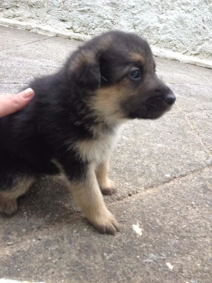 Cachorro ra a Pastor Alemão com Vira-lata idade Abaixo de 2 meses nome Indefinido