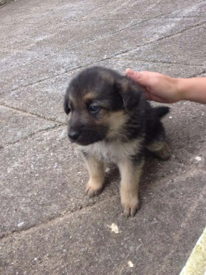 Cachorro ra a Pastor Alemão com Vira-lata idade Abaixo de 2 meses nome Indefinido