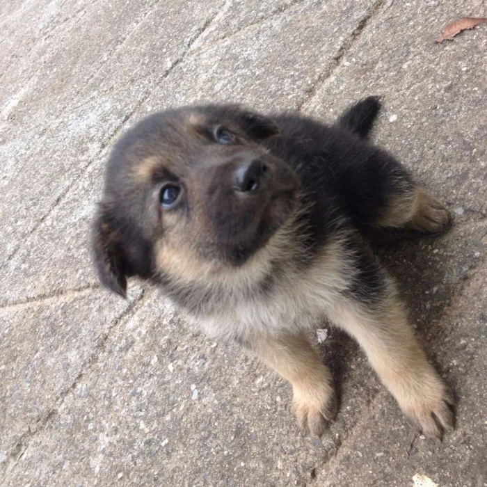Cachorro ra a Pastor Alemão com Vira-lata idade Abaixo de 2 meses nome Indefinido