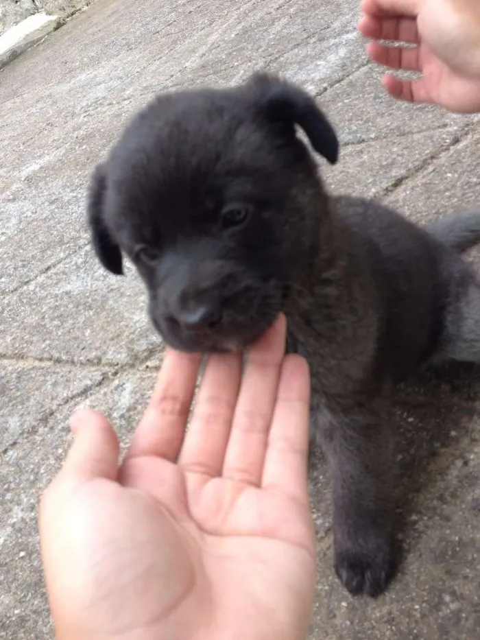 Cachorro ra a Pastor Alemão com Vira-lata idade Abaixo de 2 meses nome Indefinido
