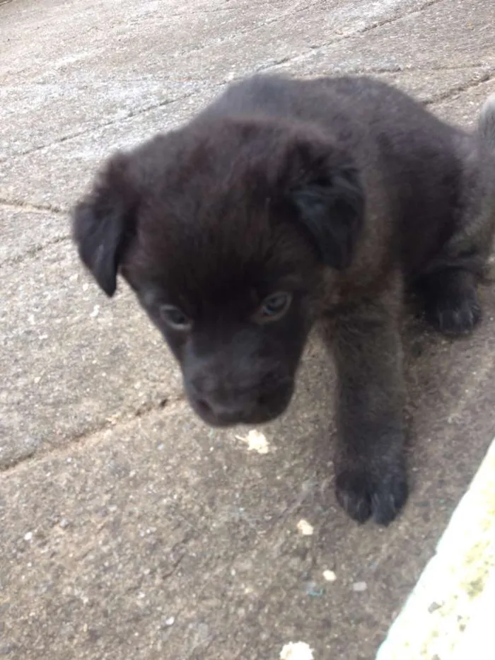 Cachorro ra a Pastor Alemão com Vira-lata idade Abaixo de 2 meses nome Indefinido