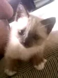 nao tem