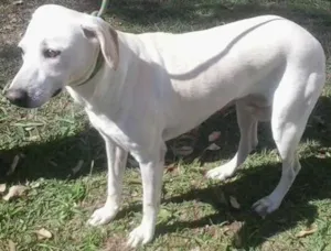 Cachorro raça SRD idade 2 anos nome BRANCA