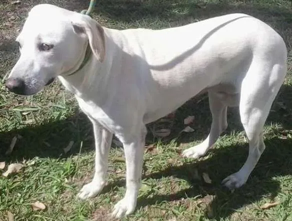 Cachorro ra a SRD idade 2 anos nome BRANCA