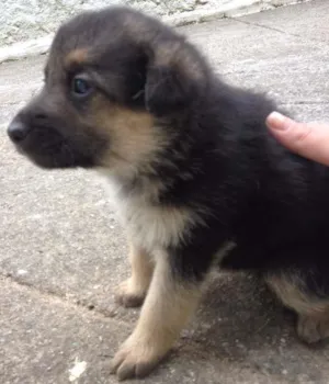 Cachorro raça Pastor Alemão com Vira-lata idade Abaixo de 2 meses nome Indefinido