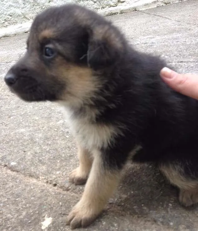 Cachorro ra a Pastor Alemão com Vira-lata idade Abaixo de 2 meses nome Indefinido
