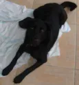 Pretinha