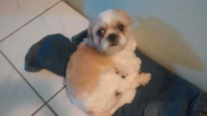 Cachorro ra a Shitzu idade 1 ano nome théo