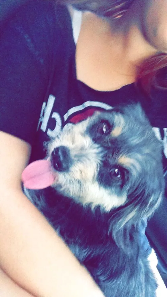 Cachorro ra a Lhasa com yorkshire  idade 1 ano nome Demi 