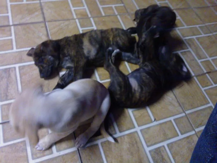 Cachorro ra a  idade 2 a 6 meses nome fila