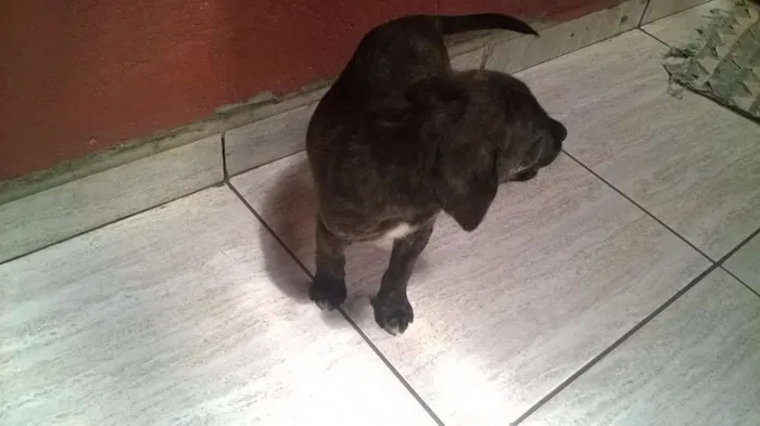 Cachorro ra a  idade 2 a 6 meses nome fila