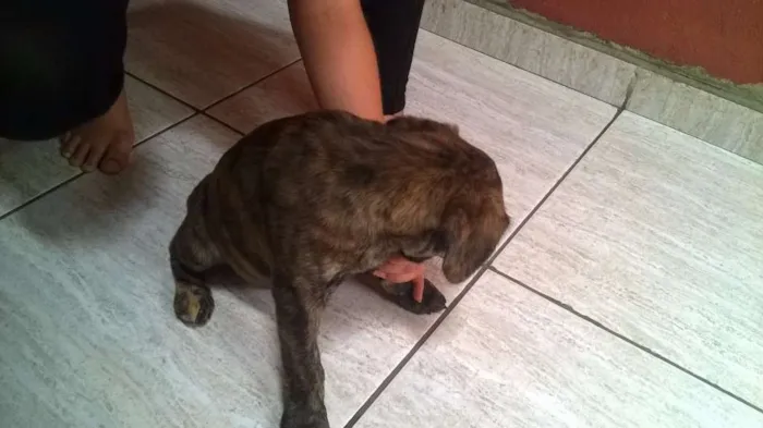 Cachorro ra a  idade 2 a 6 meses nome fila